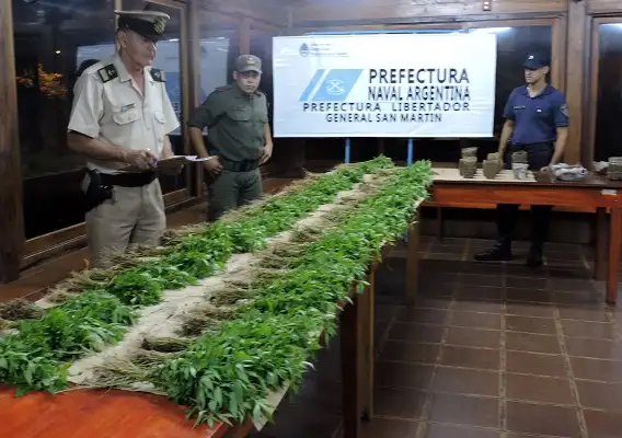 Prefectura secuestró 6.300 plantines de marihuana en Misiones    