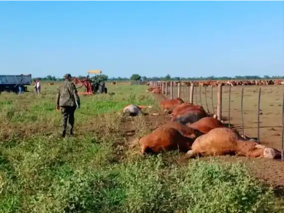 Pérdida ganadera: 31 novillos fallecieron tras recibir el impacto de un rayo