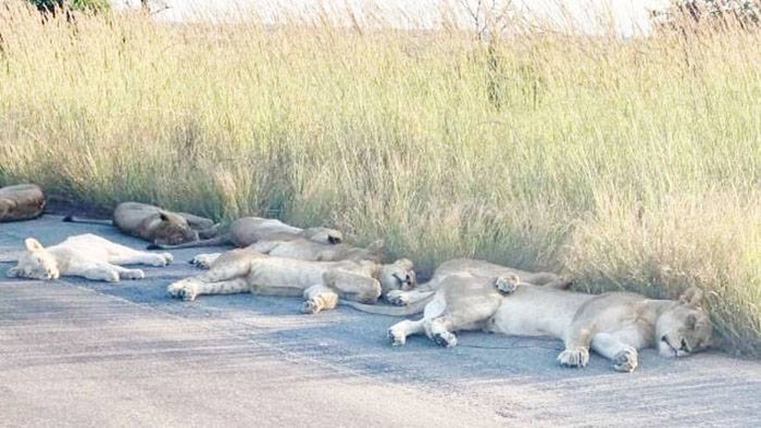 Con Sudáfrica en confinamiento, los leones se lo están tomando con calma