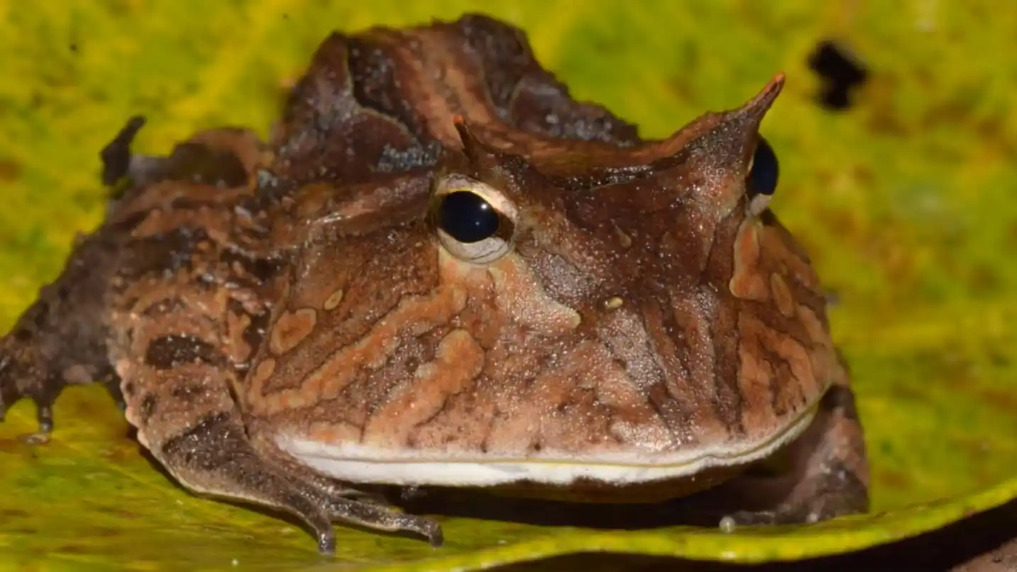 Encontraron en China una nueva especie de sapo cornudo: pequeño, enigmático y único en su tipo