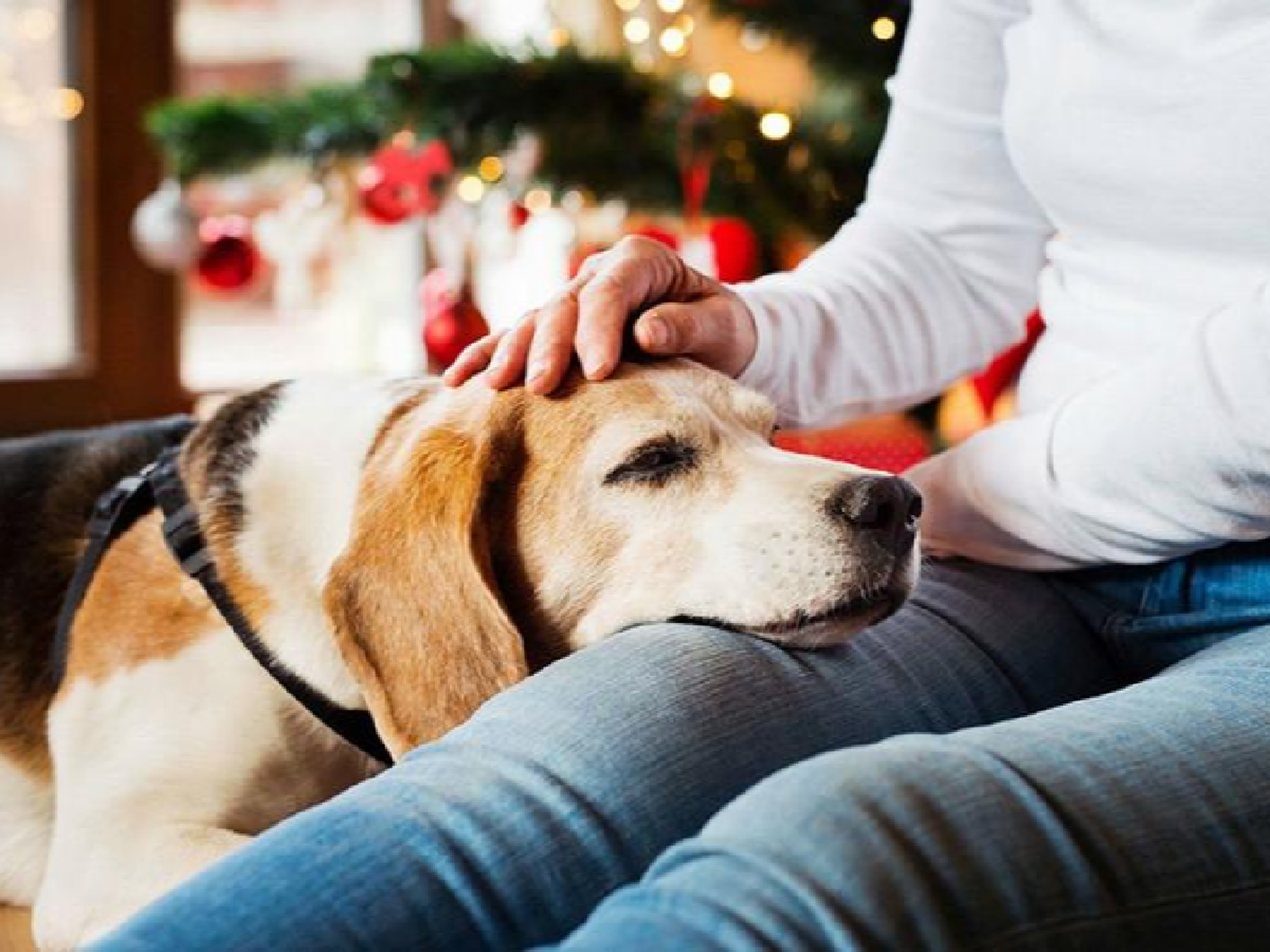 Espectáculo a beneficio de Bio Animalis