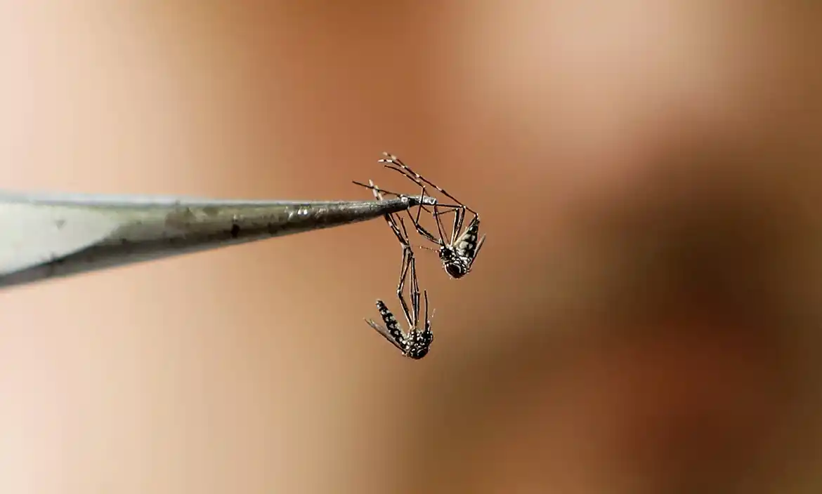 Detectan mutaciones de mosquitos del dengue más resistentes a los insecticidas