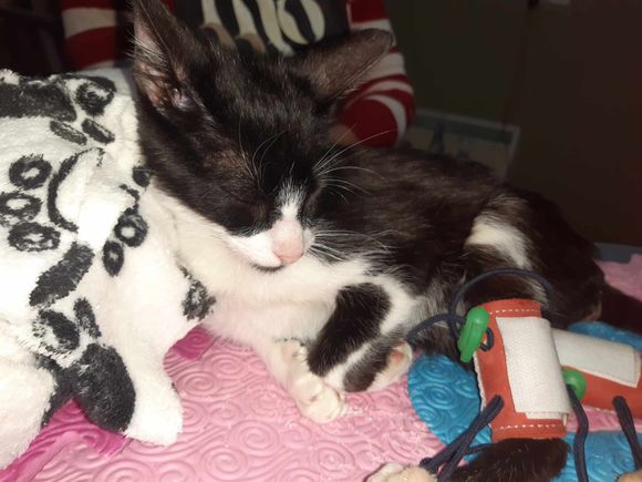 Rifa solidaria para Oreo: rescatistas piden colaboración para el tratamiento de un gatito paralitico