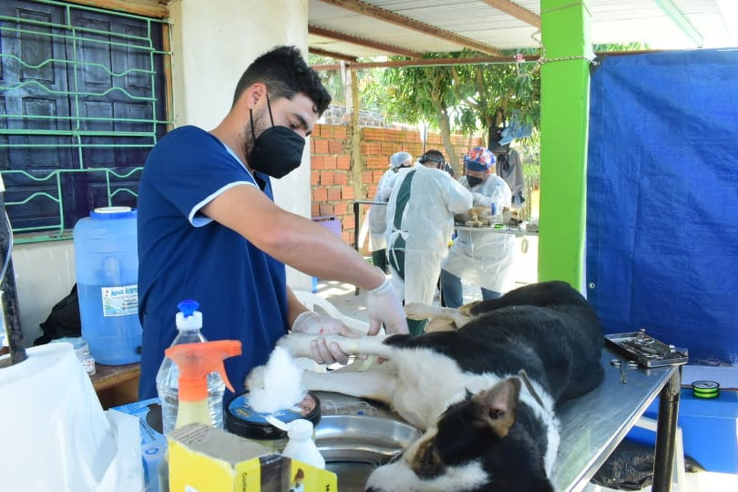 Sigue el programa de castraciones y atenciones clínicas a animales