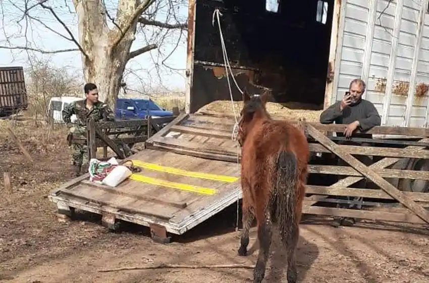 Rescataron 420 caballos desnutridos en ezeiza