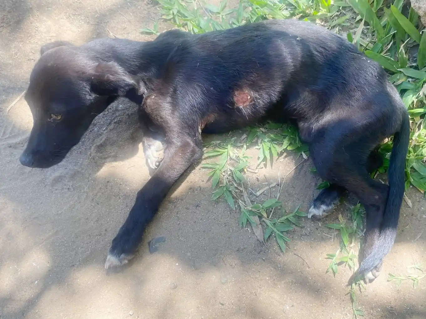 Maltrato animal: rescatan a una perra y se inician actuaciones judiciales