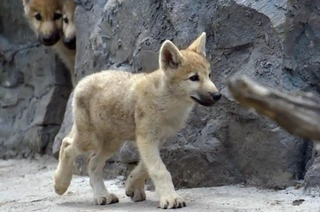 Nació en China el primer ejemplar clonado de lobo salvaje ártico