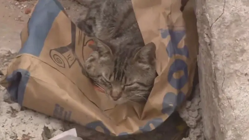 Un gato mordió a su dueño para despertarlo durante un grave incendio y le salvó la vida