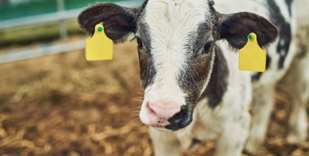 La abomasitis en bovinos es responsable de tasas de mortalidad en terneros, una enfermedad silenciosa y subdiagnosticada durante las primeras etapas de crianza.