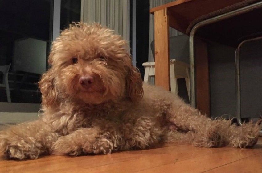 Denunciaron a una mujer porque su pitbull mató a un caniche