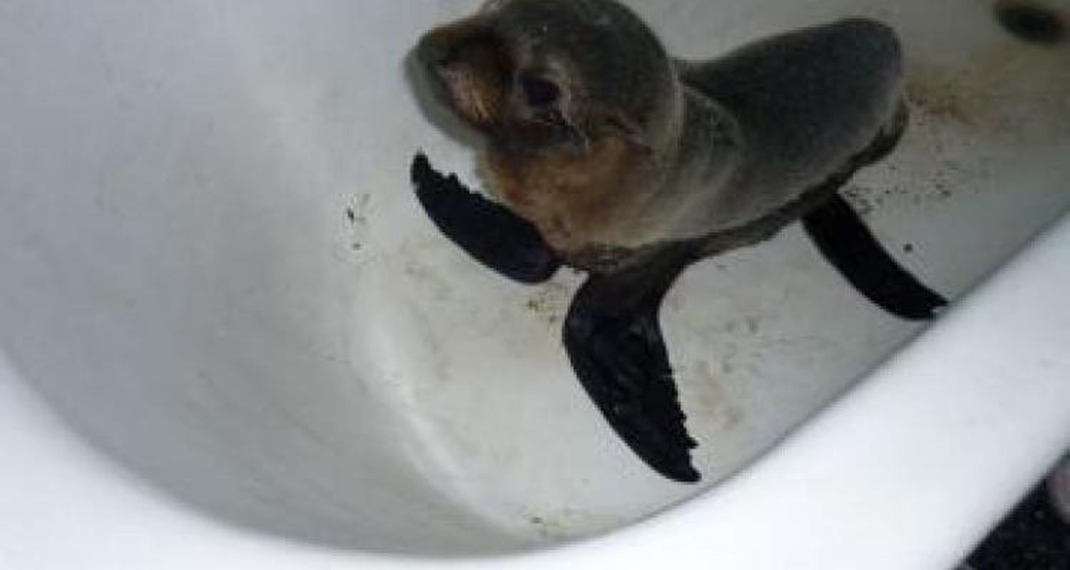 Un lobo de mar perdido