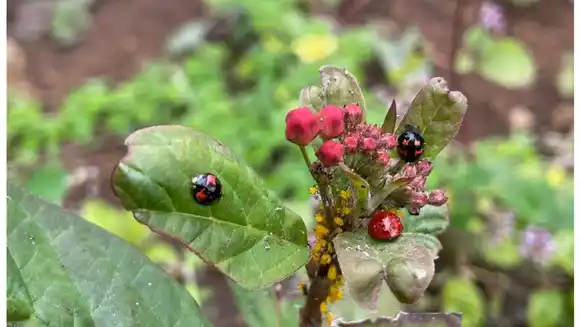 HALLAZGO CIENTÍFICO: descubren 9 especies de mariquitas en las Islas Galápagos
