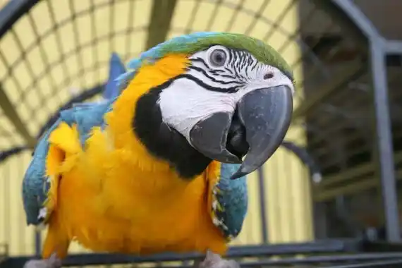 Dos ONGs denuncian a un hotel por la tenencia de aves exóticas encerradas en jaulas