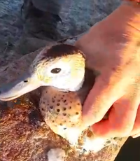 Ola polar: rescataron un pato que quedó pegado en la escarcha de un estanque