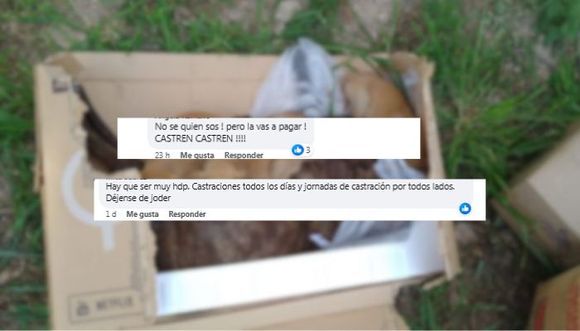 Cachorros abandonados junto a su madre muerta: fueron rescatados y buscan adopción