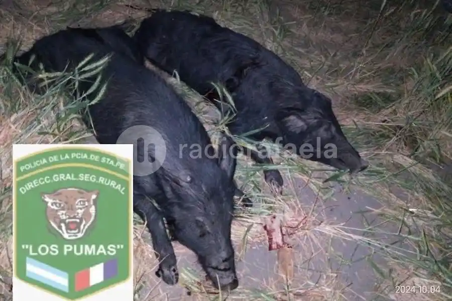 Los atraparon cazando con perros y les secuestraron dos chanchos sin vida
