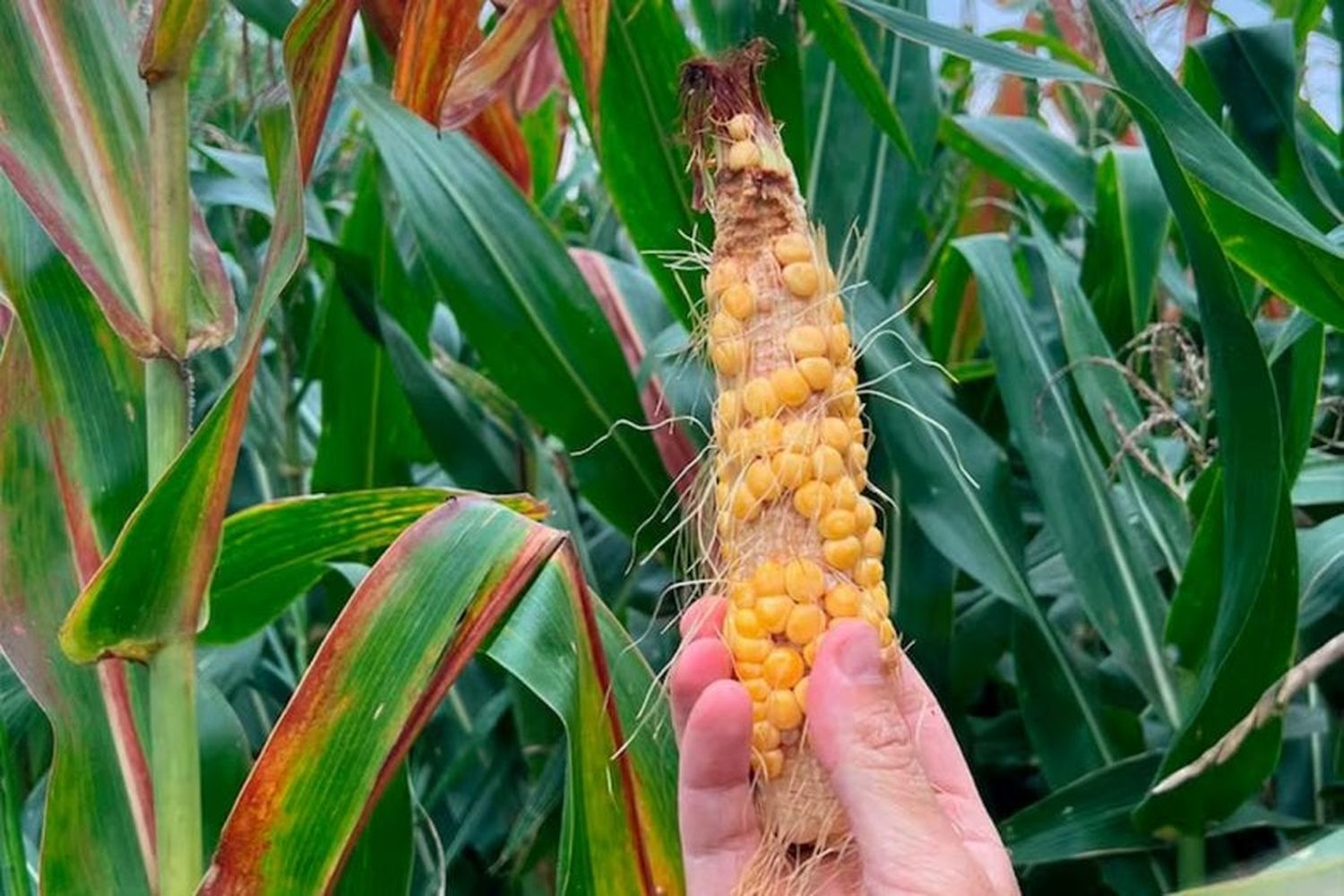 Brasil expondrá en Argentina los avances que logró para frenar a la chicharrita