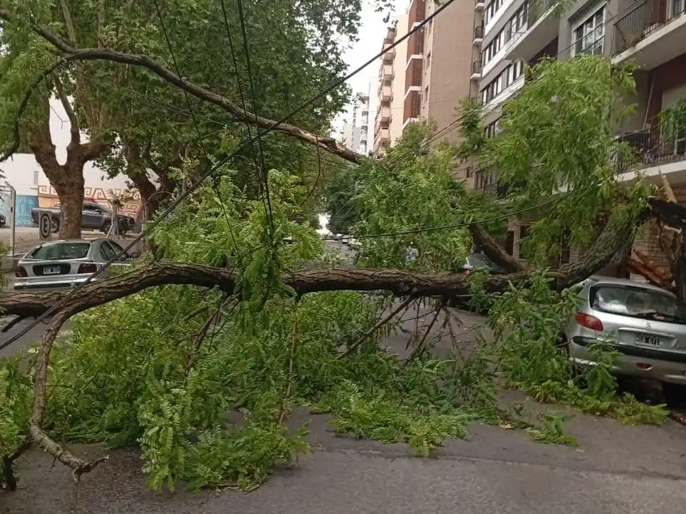 Temporal en Mar del Plata: ráfagas de viento y lluvia causaron destrozos en distintos puntos de la ciudad