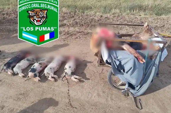 Se metieron a un campo ajeno y carnearon a gran cantidad de lechones: cinco detenidos