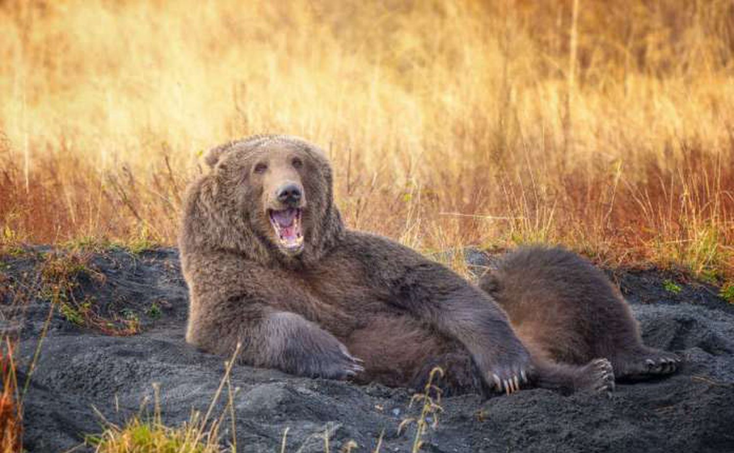 Oso relax