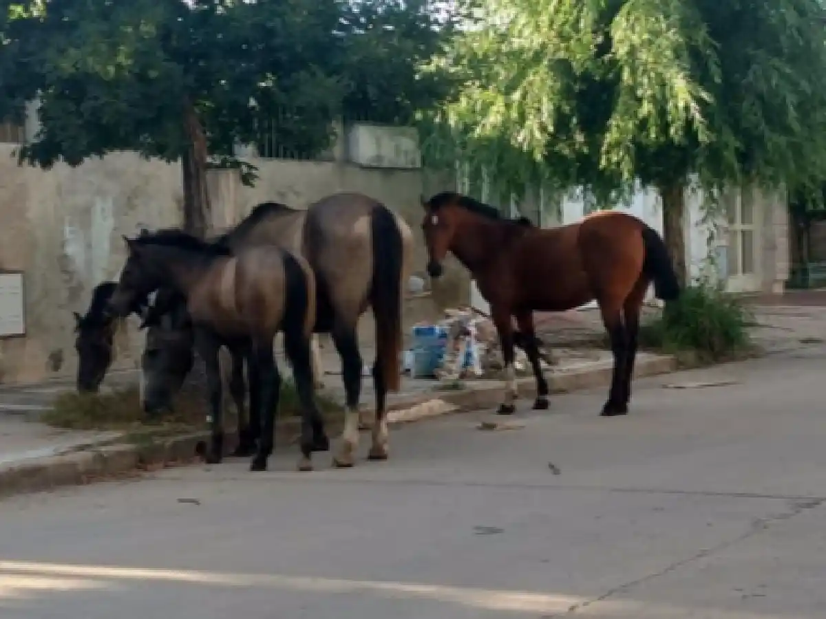 El peligro diario de los caballos sueltos: hubo más accidentes
