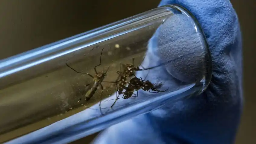 Se confirmaron 1.038 casos de dengue en Santa Fe