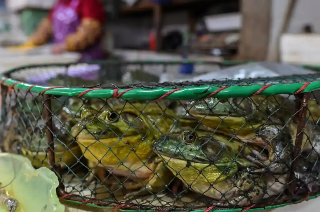 Ranas en un mercado de Shanghái, China. (Foto: AFP/Héctor Retamal)