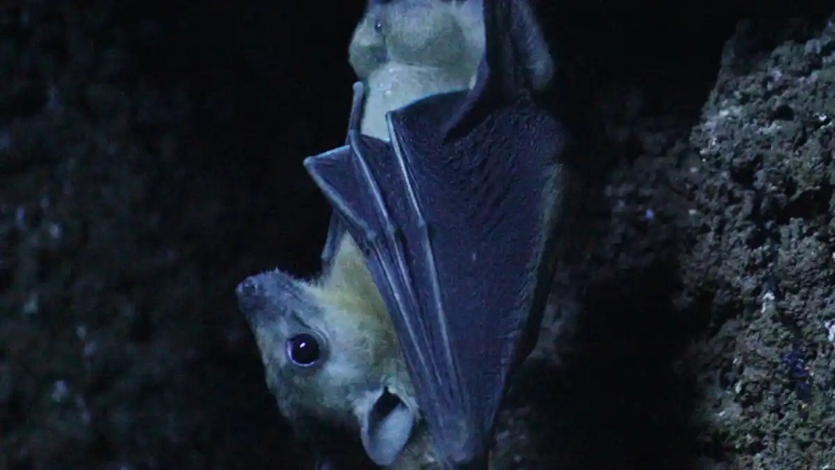 Este tipo de murciélagos poseen «memoria humana» y hasta planifican, te lo contamos