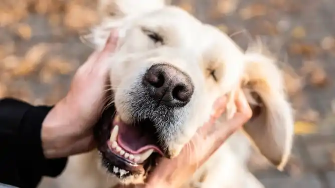 Acariciar perros mejora la salud.