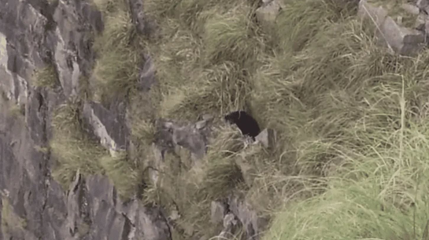 Después de tres horas, los bomberos rescataron a un perro que había quedado atrapado en un precipicio