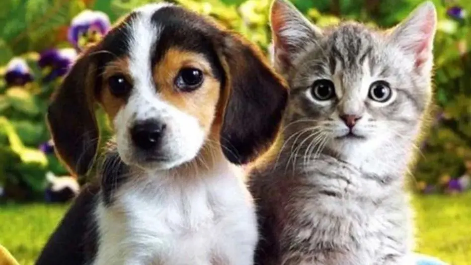 El impacto de la pirotecnia en mascotas y cómo cuidarlas en las fiestas