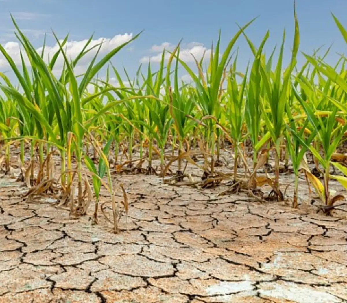Estiman que será “abrupto” el paso del fenómeno “El Niño” a “La Niña”