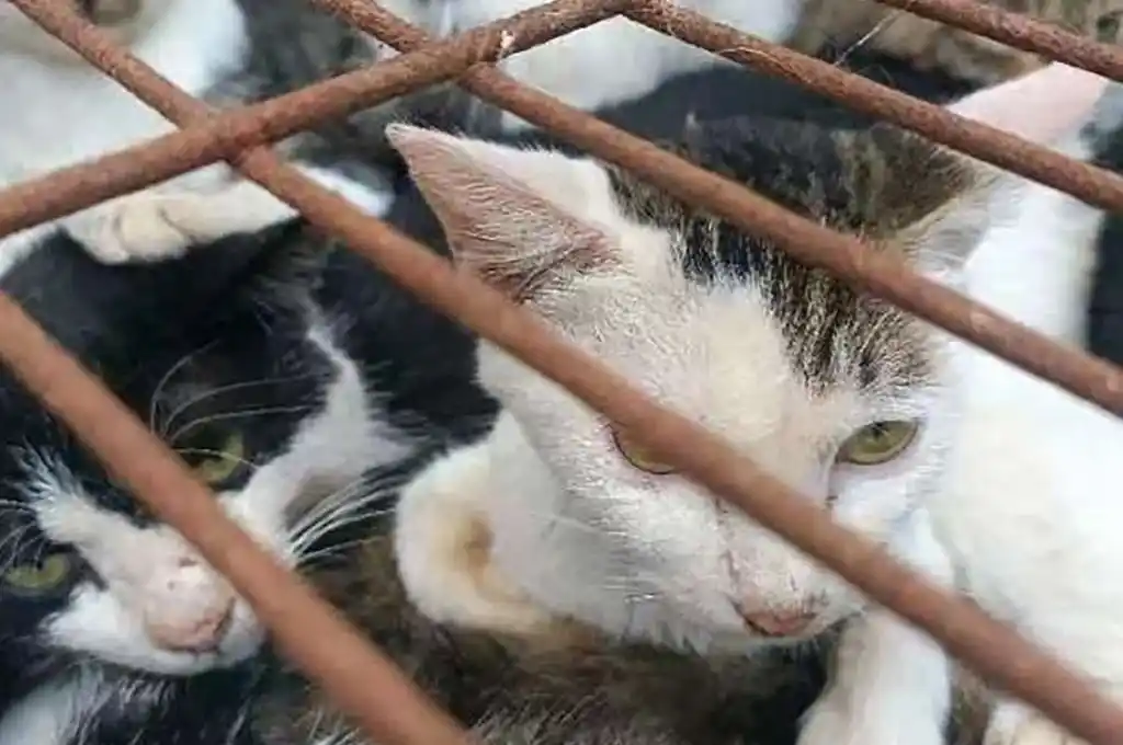 Aberrante: hallaron en Vietnam 2000 gatos muertos con los que hacían remedios tradicionales