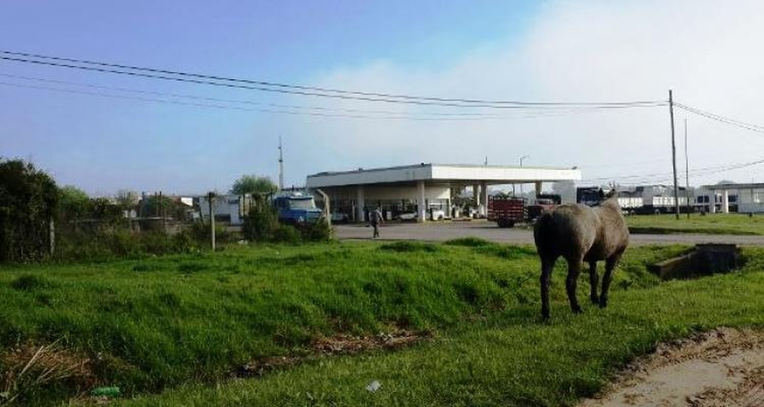Operativo por caballos sueltos en ruta 1001