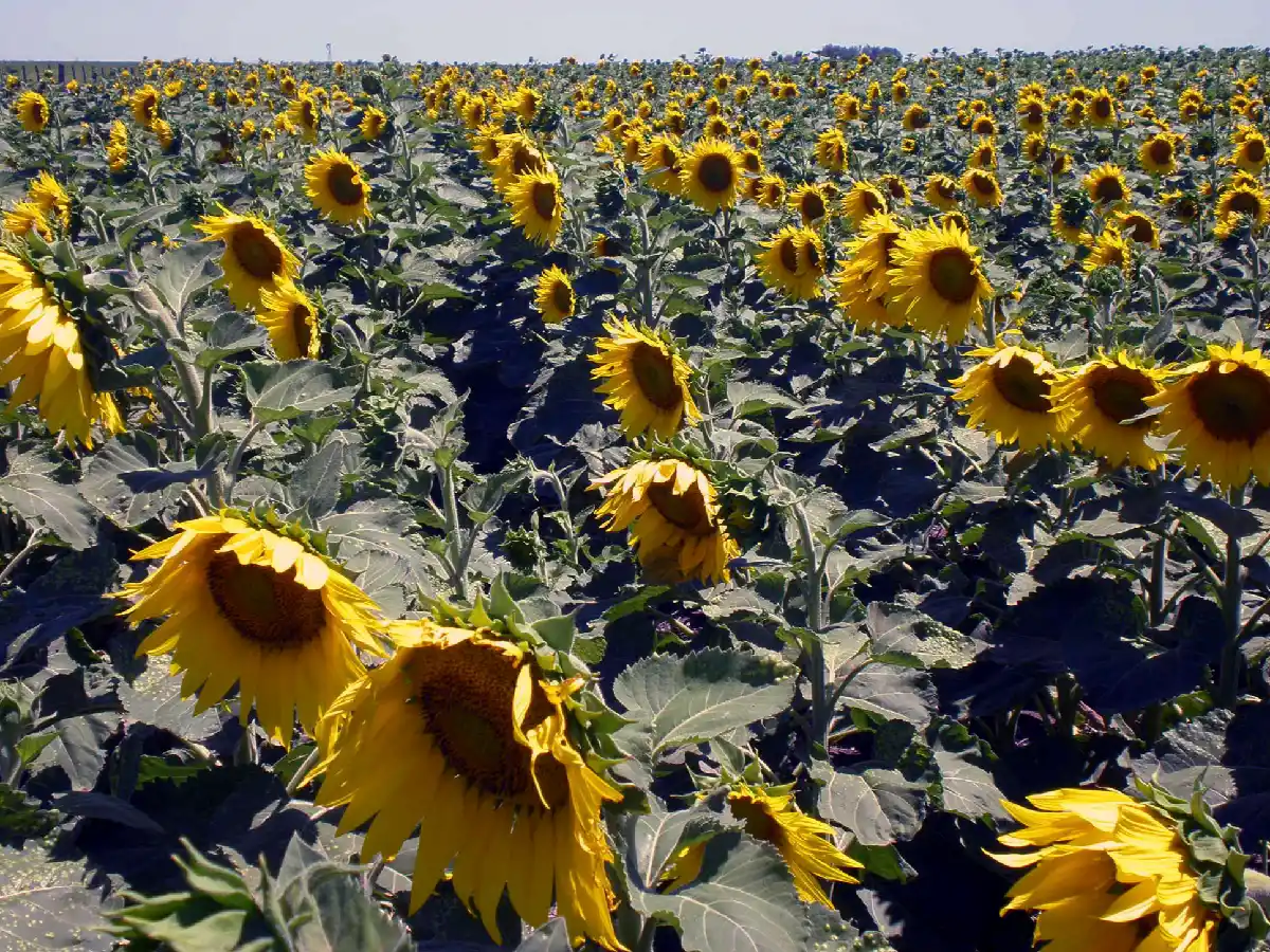 Al final, los inmuebles rurales se “salvan” de Bienes Personales