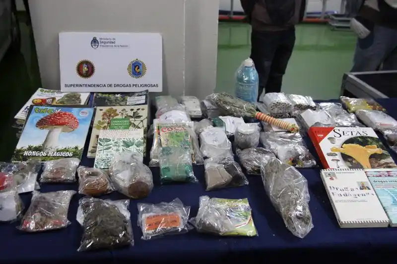 Olavarría: Secuestraron droga a base de cactus, hongos y veneno de sapos