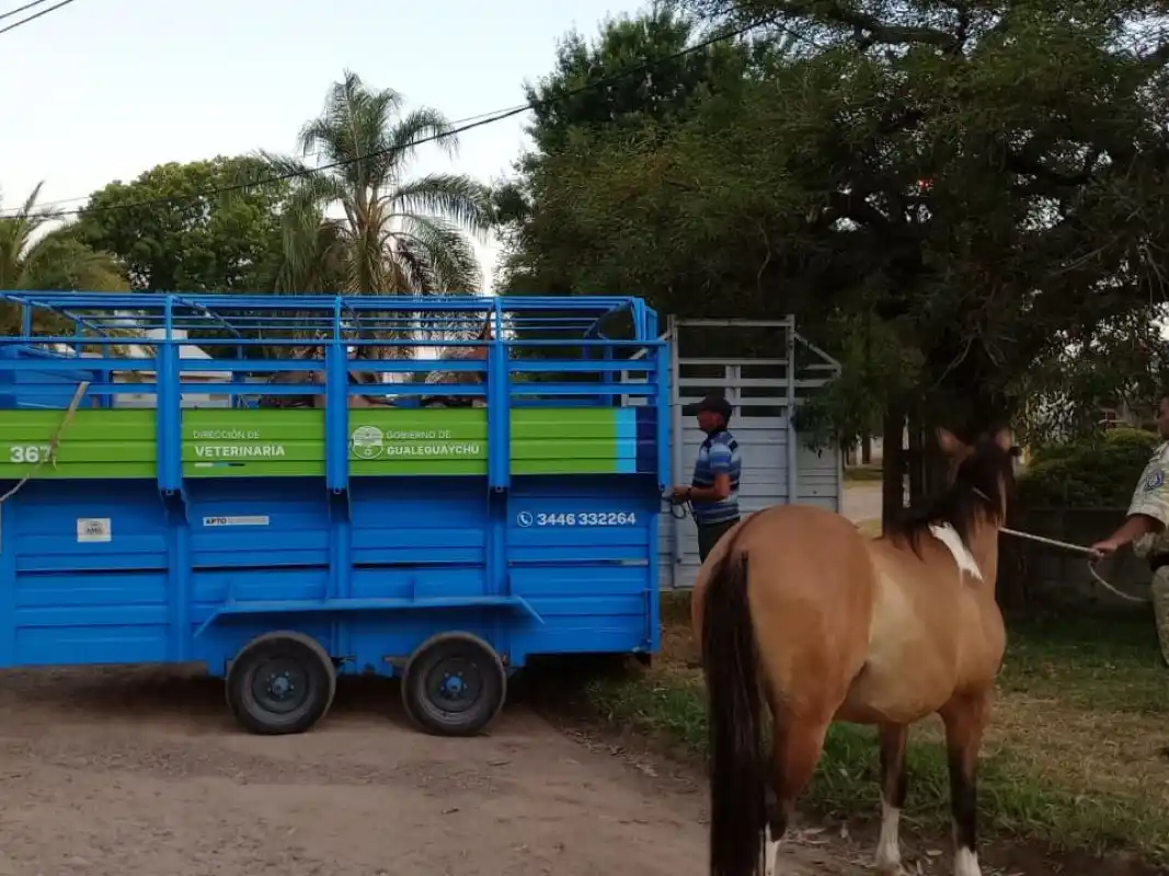 Refuerzan controles ante la presencia de caballos en el ejido urbano