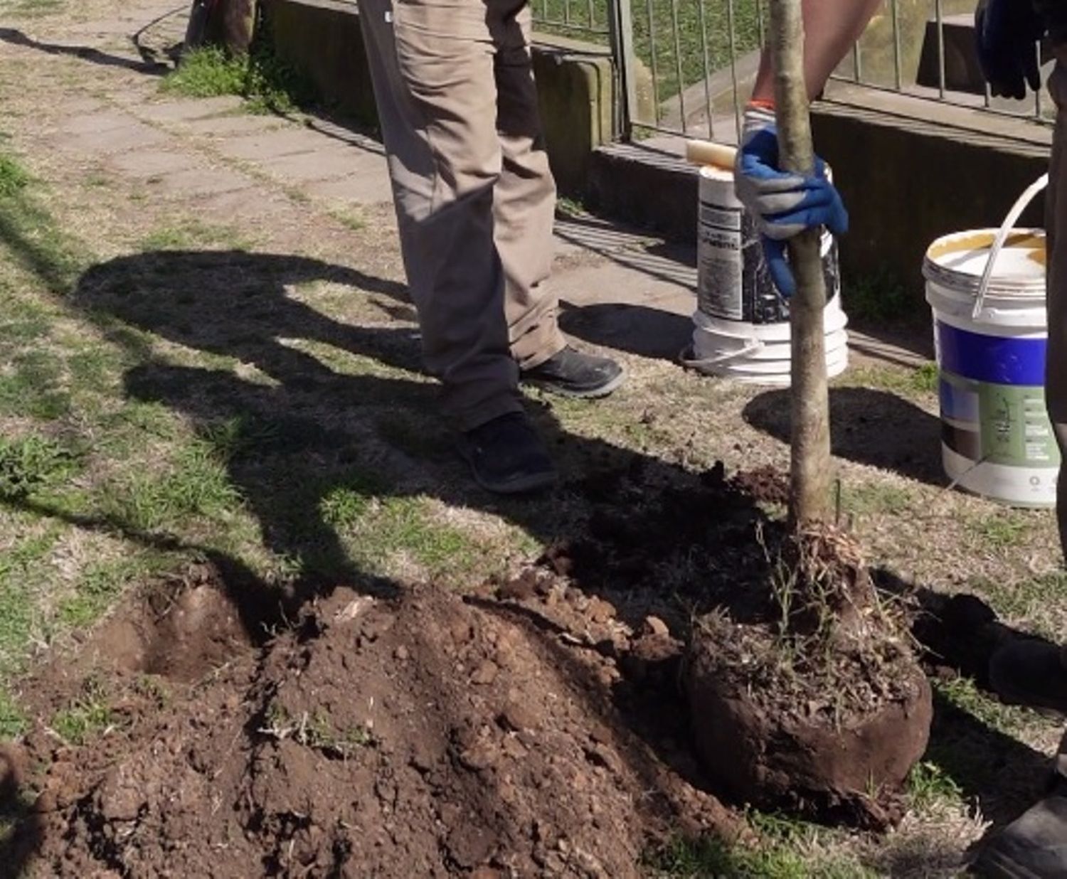 El Municipio continúa con la plantación de árboles en diferentes zonas de la ciudad