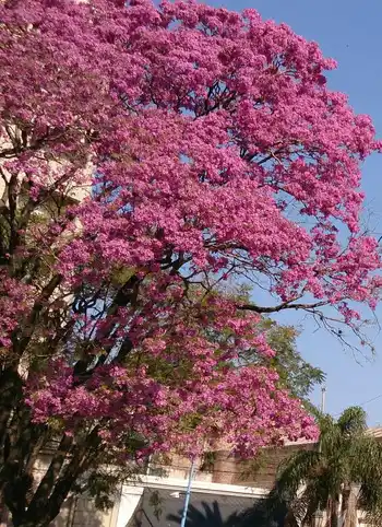 Plan de Forestación 2025