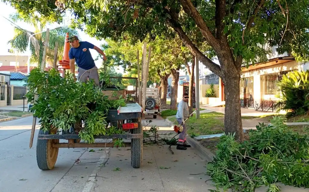 Se realizan tareas de despeje de luminarias