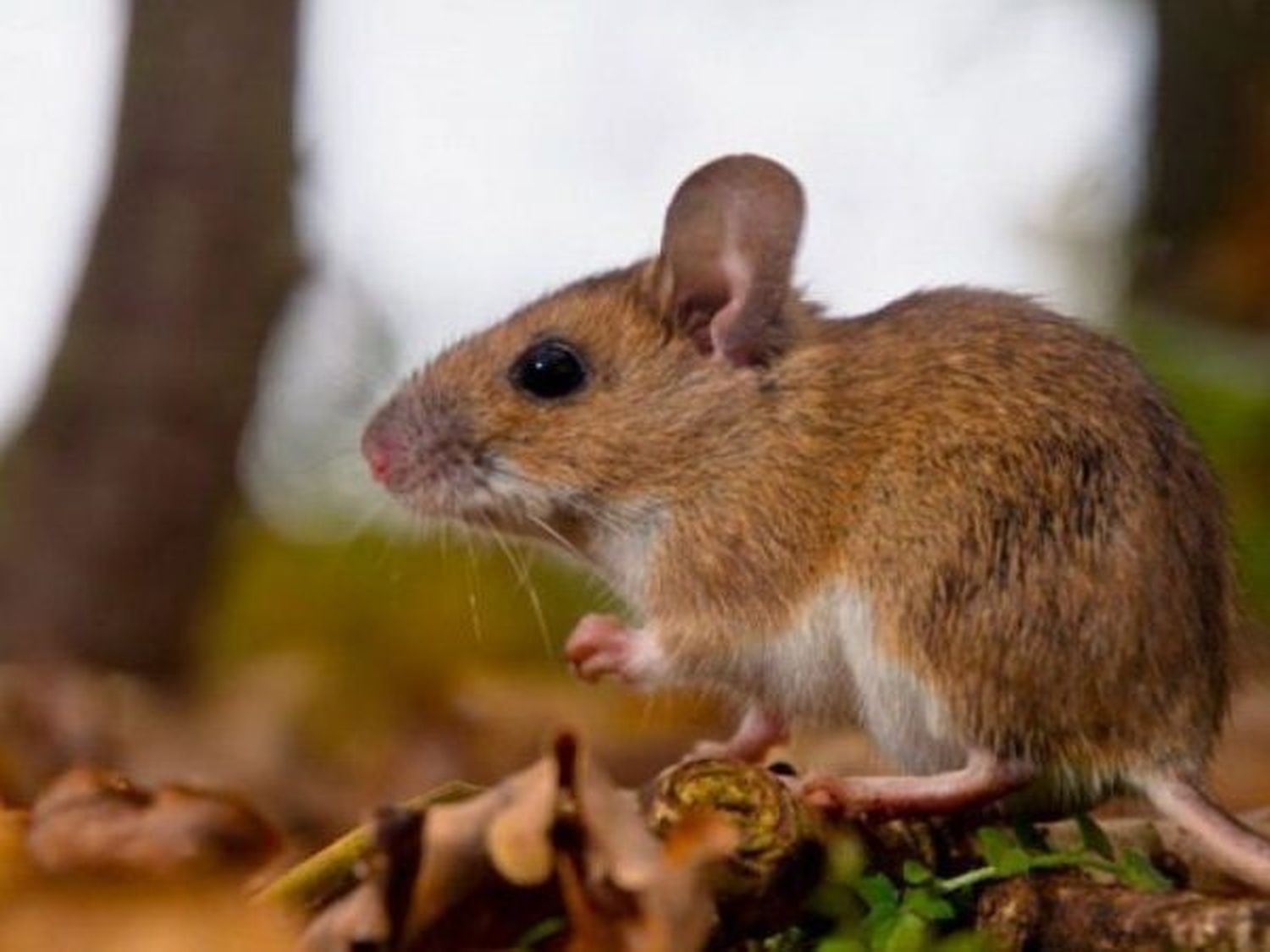 Fallecimiento de un menor de 13 años por Hantavirus en la provincia:  "Todos los años tenemos casos"