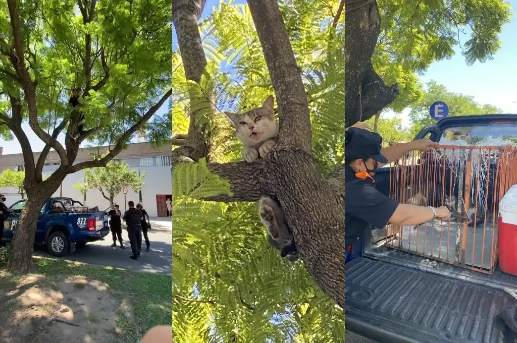Video: la policía rescato un gatito frente a la Iglesia de la Merced