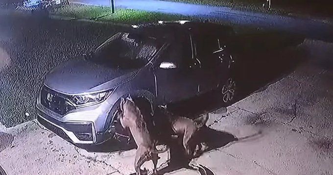 Los feroces perros en acción