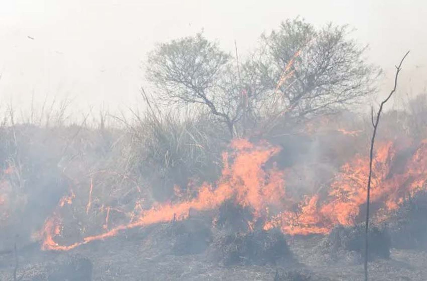 Se registraron incendios en las islas frente a San Lorenzo