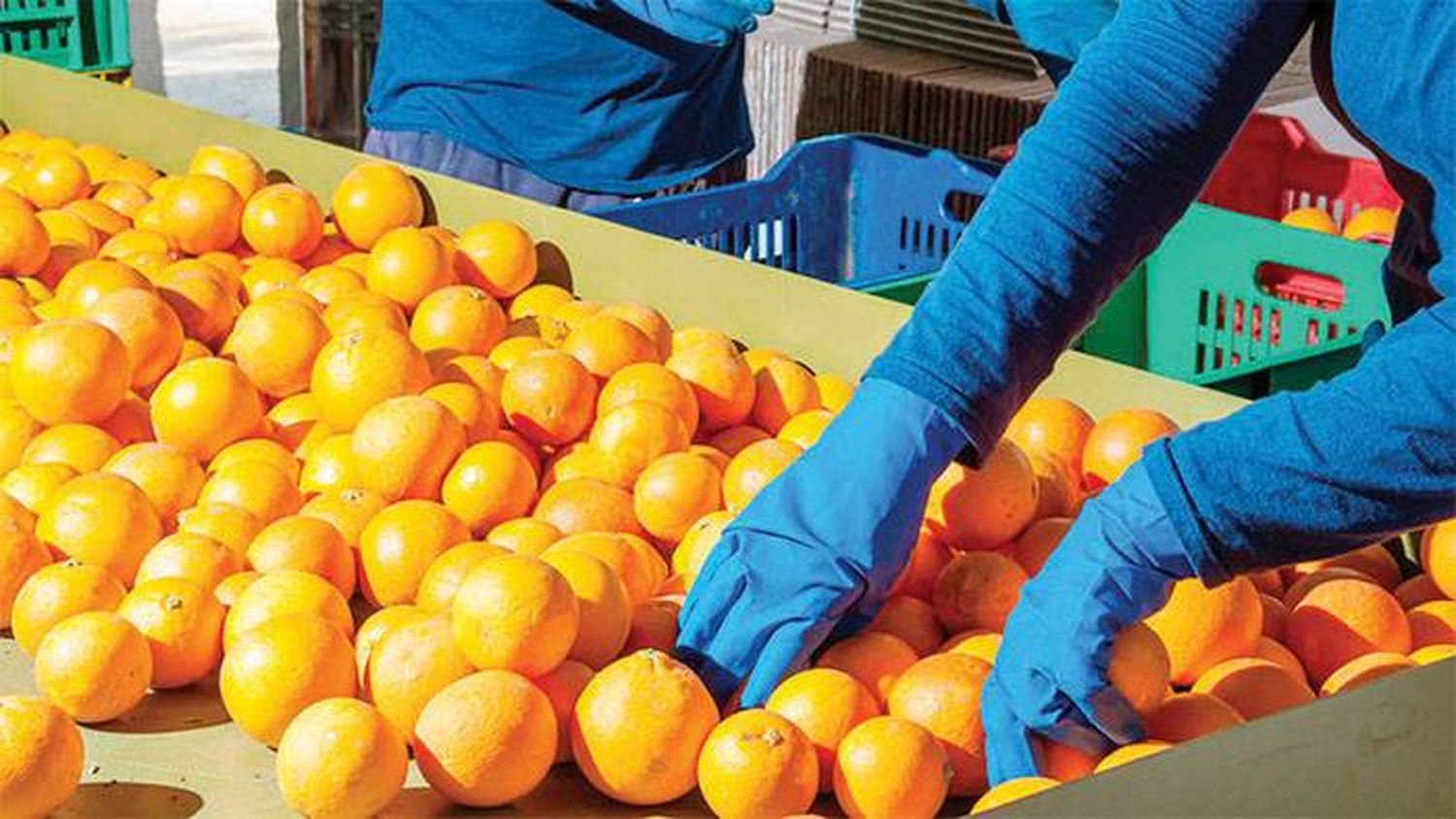 El citrus entrerriano mantiene  su lugar de privilegio  en el mundo