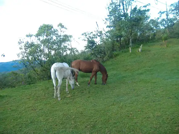 ¡INTENTÓ AYUDAR A LOS EQUINOS! Mueren electrocutados un joven de 15 años y dos caballos en Aragua
