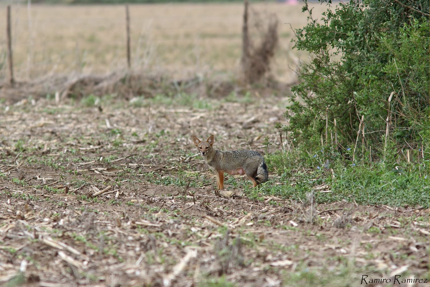Gestión ambiental: monitoreos de biodiversidad en campos CREA