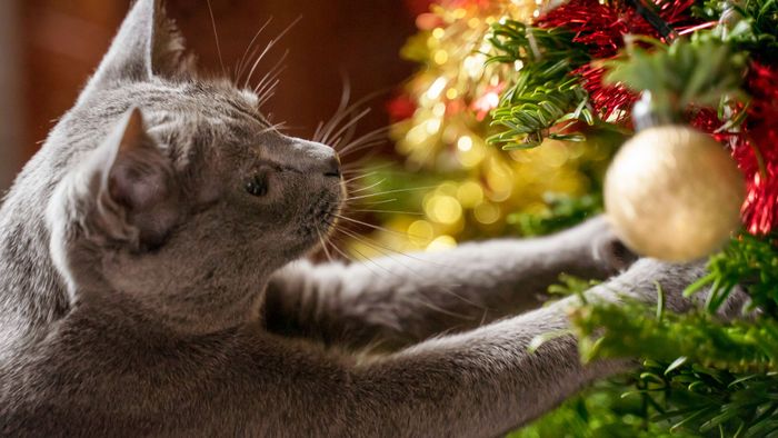 gato arbol de navidad - 2