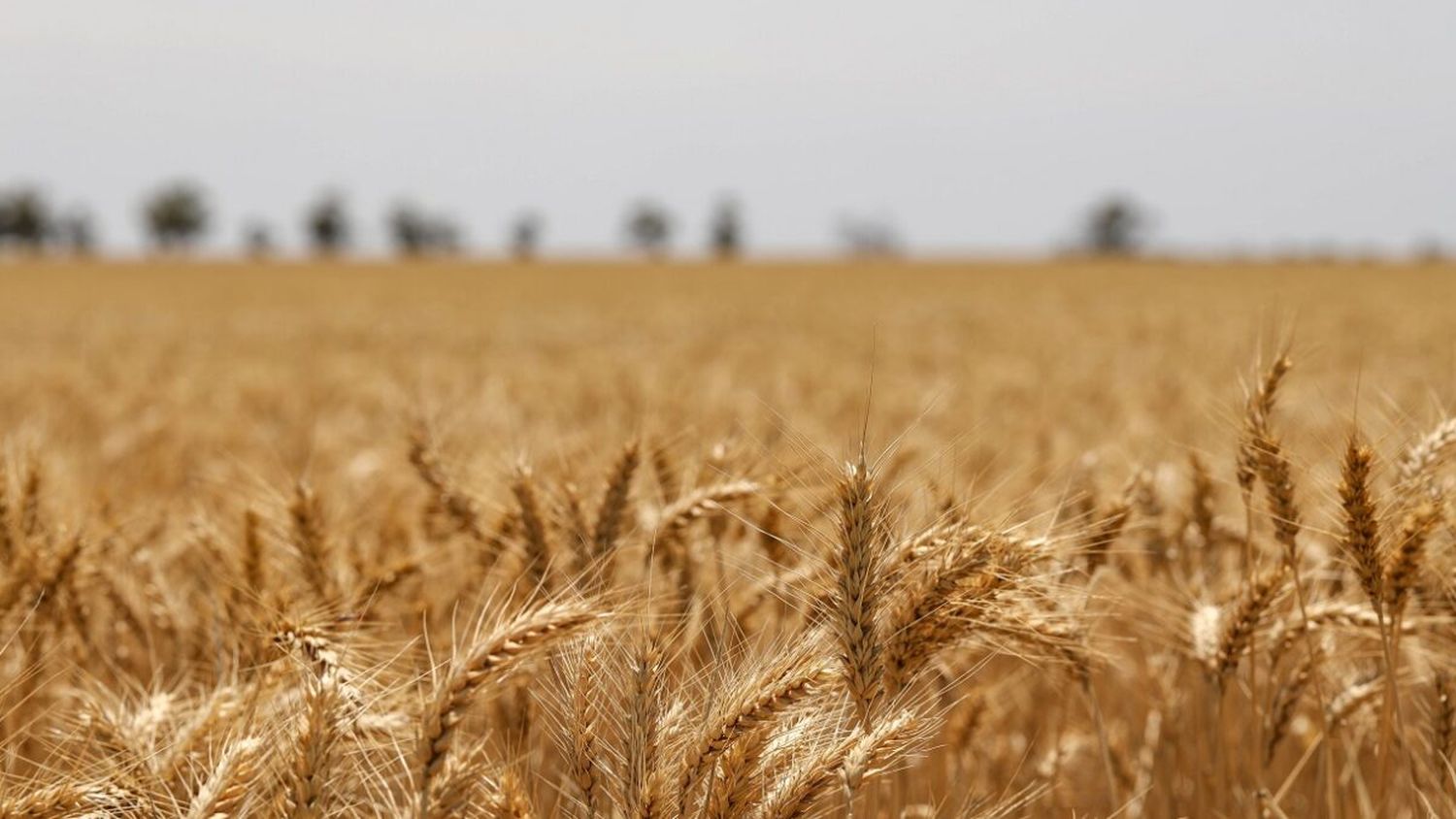 Proyección de área cultivada y rendimiento del trigo en Entre Ríos: caída del 36% en la producción debido a la sequía