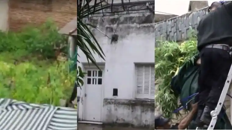 Rosario: la policía encontró 33 plantas de marihuana en un patio